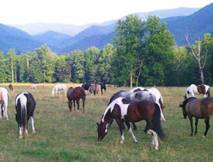 Cades Cove Riding Stables